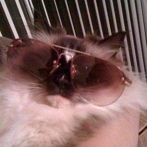 Meet your Posher, Spring